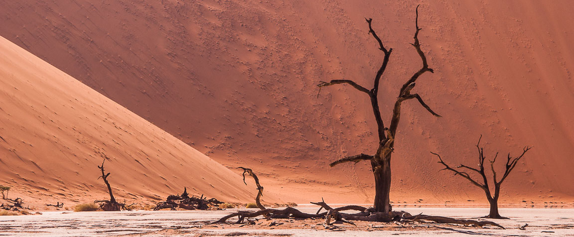 Desert Trees, Namib Desert, Namibia, by Andrew Jones
