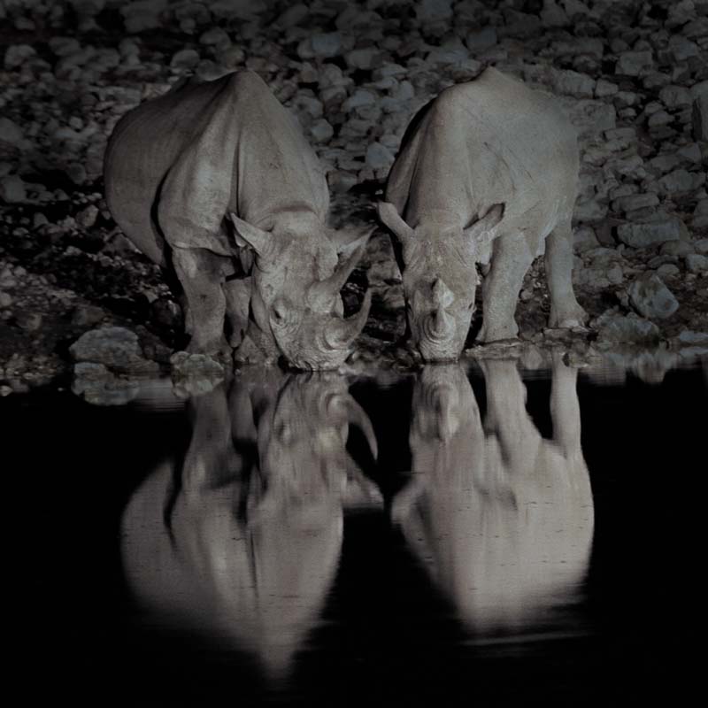 Rhino Reflection, Etosha, Namibia, by Andrew Jones