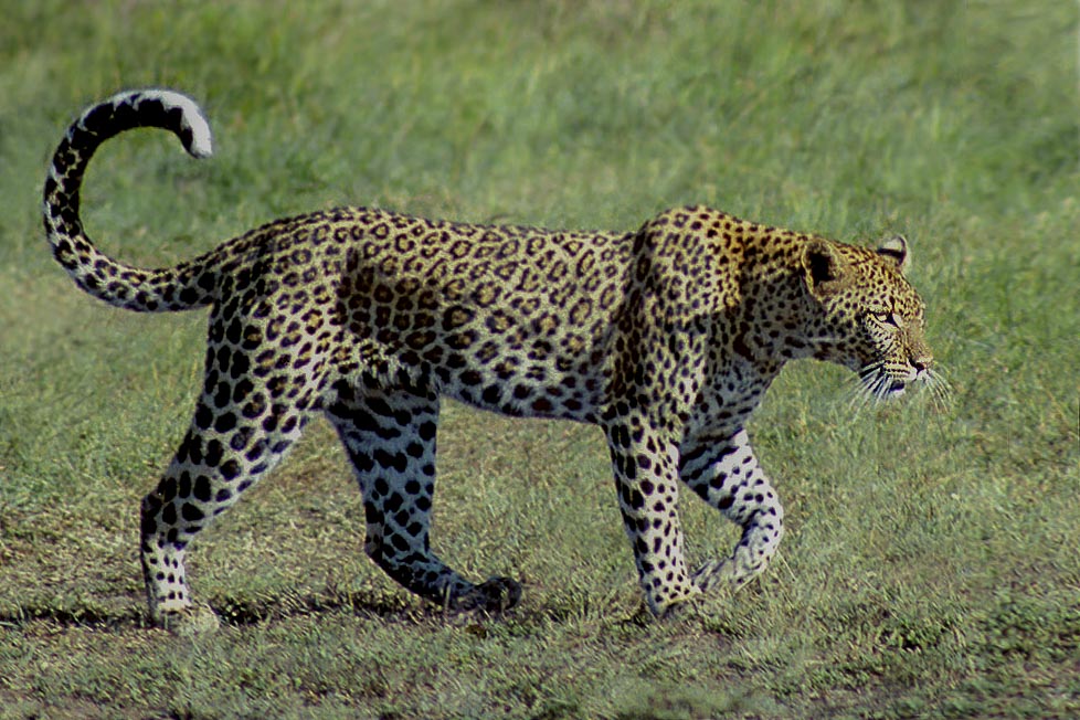 Leopard, Masai Mara, Kenya, by Andrew Jones
