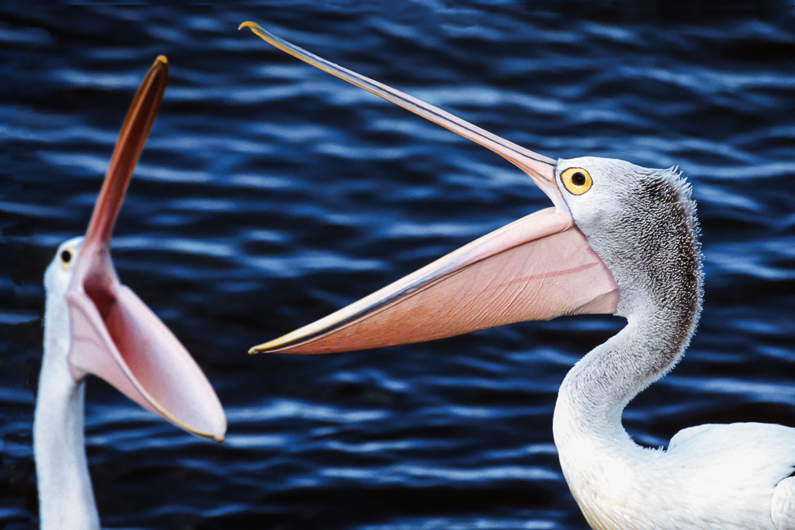 Challenging Pelicans, Kangaroo Island, South Australia, by Andrew Jones