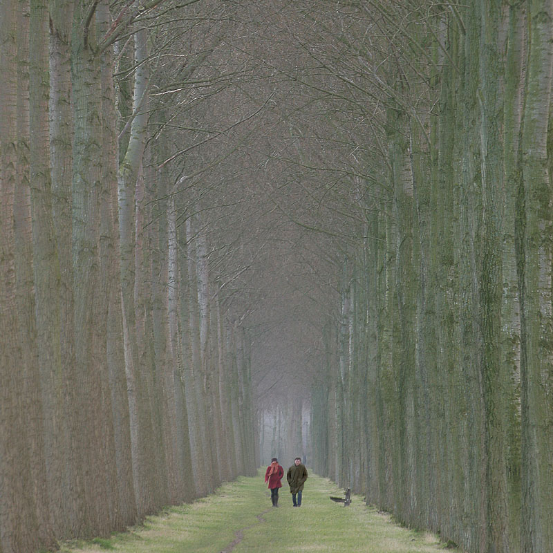 Avenue of Trees, Damme, Belgium, by Andrew Jones