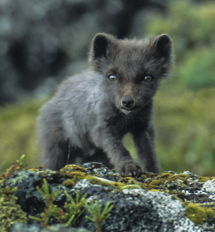 Inquisitive Fox Cub, Reykjanes Peninsula, Iceland, by Andrew Jones