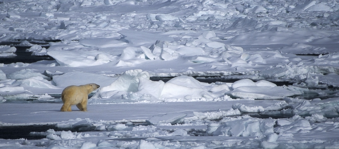 Polar Bear, Arctic Ocean, Svalbard, by Andrew Jones