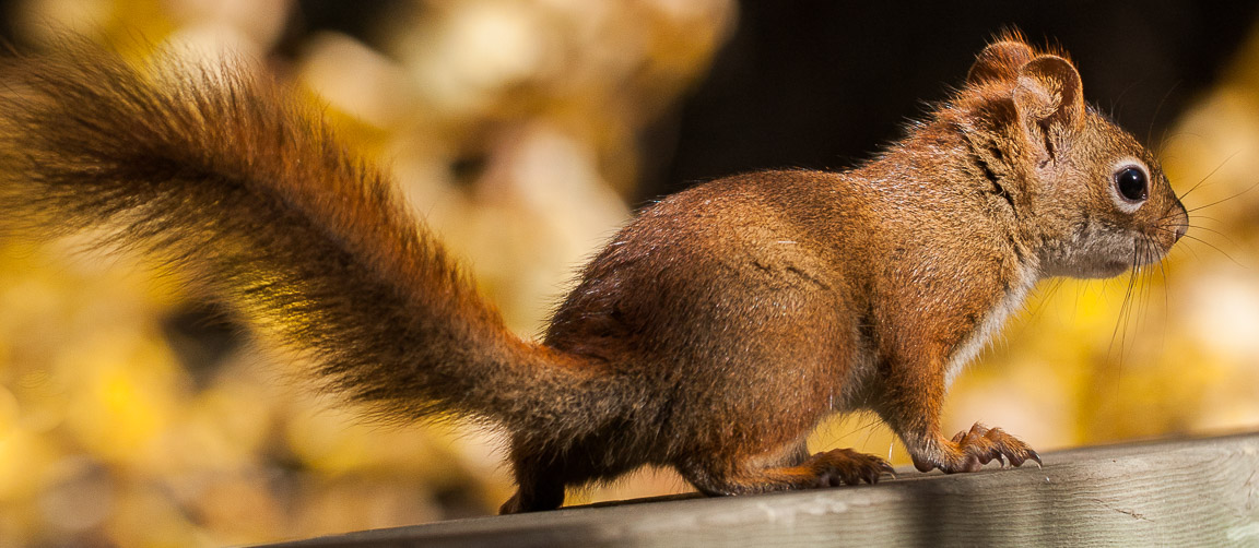 American Red Squirrel, Kejimkujik NP, Nova Scotia, by Andrew Jones