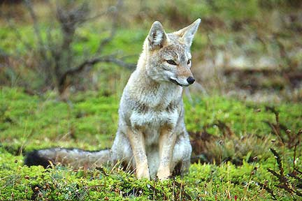 Argentine Grey Fox
