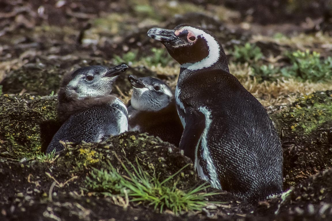 Magellanic Penguins, Port Stanley, Falkland Islands, by Andrew Jones