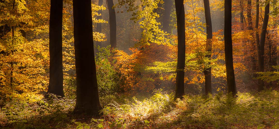 Autumn Beechwood, Hampshire, by Andrew Jones