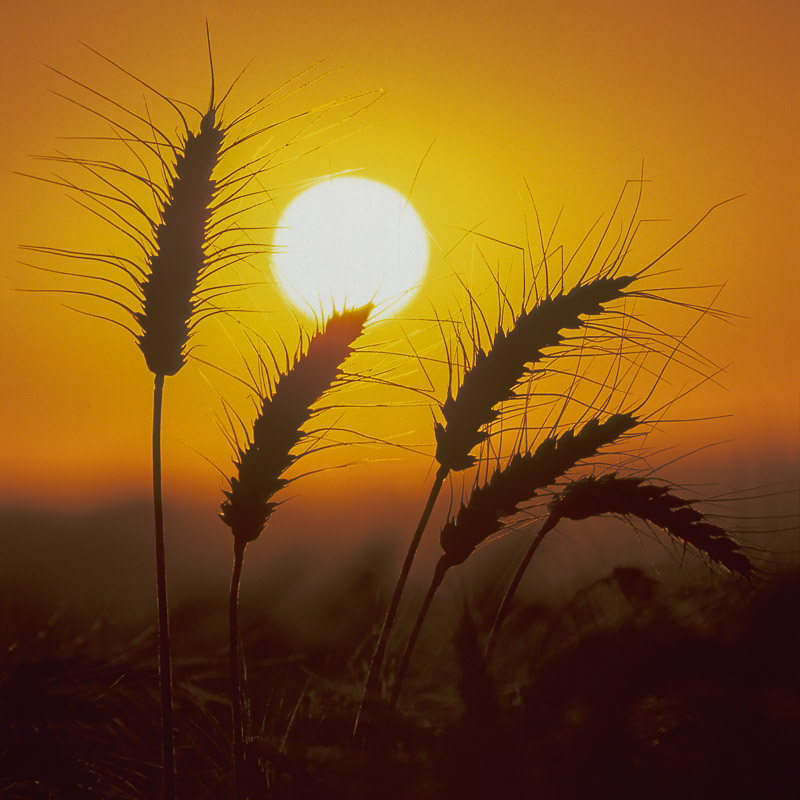 Barley Sunset, Hampshire, by Andrew Jones