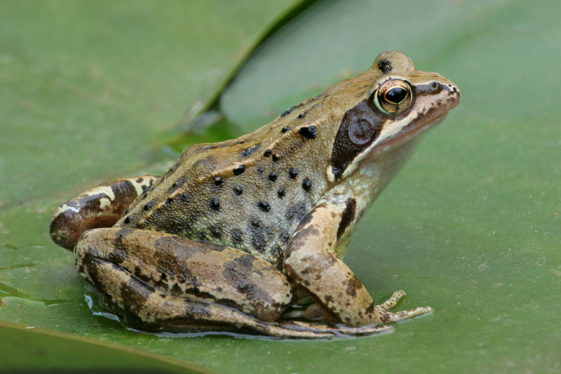 Frogs Uk