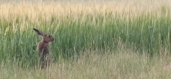 Hare in Grass, North Downs, Hampshire, by Andrew Jones