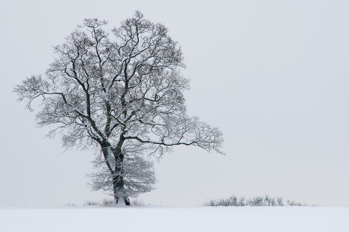 Winter Oak, Hampshire, by Andrew Jones
