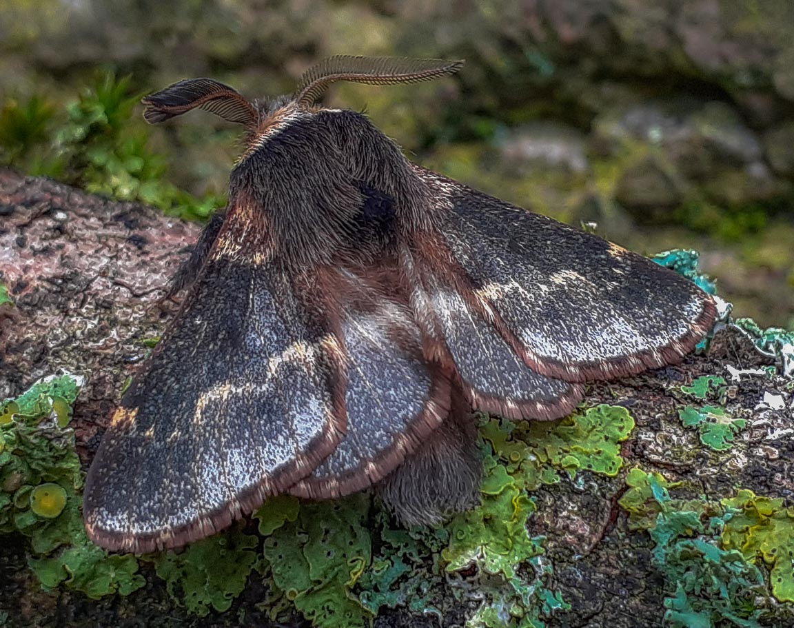 December Moth, Garden, Hampshire, by Andrew Jones