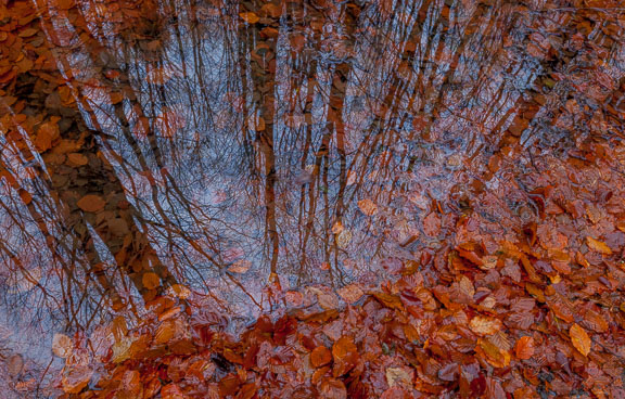 Beech Wood Reflection, The Trossachs, Scotland, by Andrew Jones