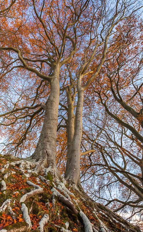 Autumn Trees, Wiltshire, by Andrew Jones