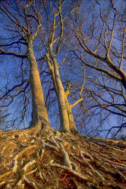 Winter Beech, Wiltshire, by Andrew Jones