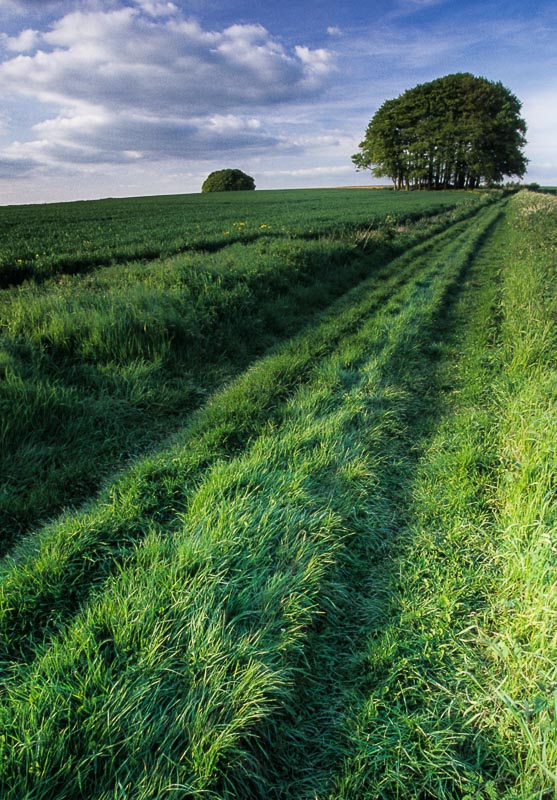 Rural Byway, Wiltshire, by Andrew Jones