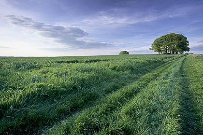 Spring Pastures, Wiltshire, by Andrew Jones